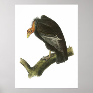 California Condor von Audubon Poster