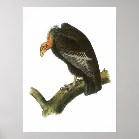 California Condor von Audubon Poster (Vorne)