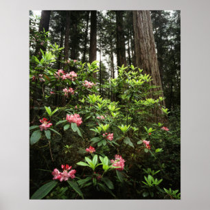 California, Del Norte Coast Redwoods Staat Park Poster
