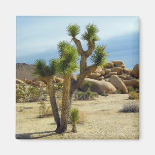 California Desert Succulents, Rocks & Clear Sky Magnet