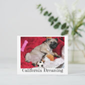 California Dreaming Peanut Der Mops Postkarte (Stehend Vorderseite)