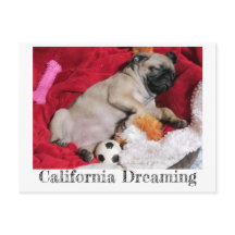 California Dreaming Peanut Der Mops