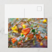 California Flannel Bush Postkarte (Vorne/Hinten)