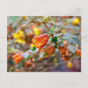 California Flannel Bush Postkarte