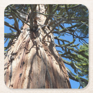 California Giant Rechteckiger Pappuntersetzer