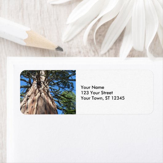 California Giant Tree (Insitu)