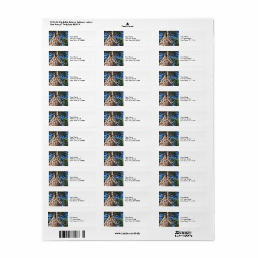 California Giant Tree (Vorne)