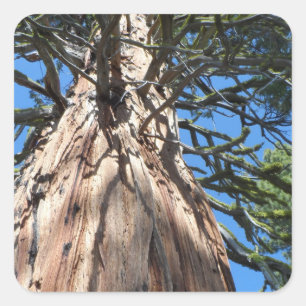 California Giant Tree Quadratischer Aufkleber