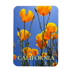 California Golden Poppies gegen Blue Sky Magnet