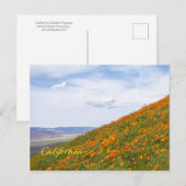 California Golden Poppies Postkarte (Vorne/Hinten)