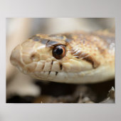 California Gopher Snake Poster (Vorne)