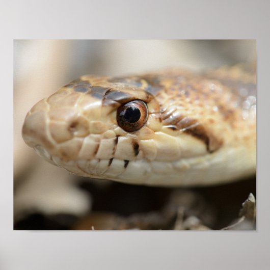 California Gopher Snake Poster (Vorne)