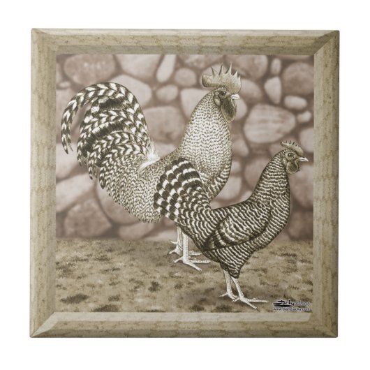 California Graue Hühner Fliese (Vorderseite)