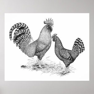 California Gray Rooster and Hen Poster