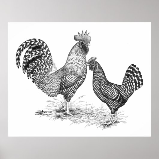 California Gray Rooster and Hen Poster (Vorne)