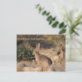 California Jack Rabbit Postkarte (Stehend Vorderseite)