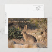 California Jack Rabbit Postkarte (Vorne/Hinten)