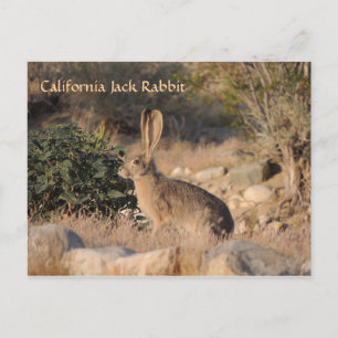 California Jack Rabbit Postkarte