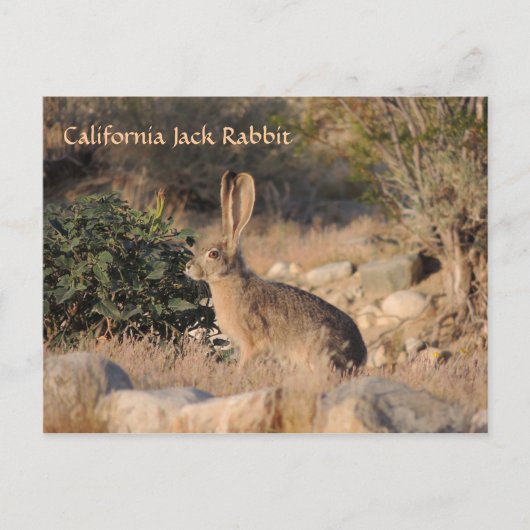 California Jack Rabbit Postkarte (Vorderseite)