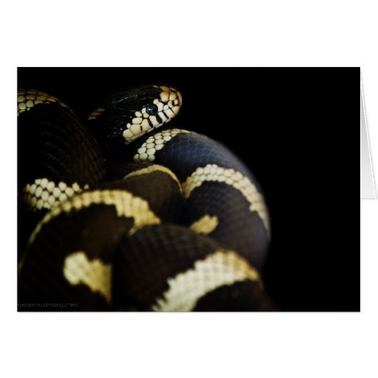 California King Snake Card (Vorderseite (Horizontal))