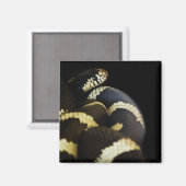 California King Snake Magnet (Vorderseite/Rückseite)