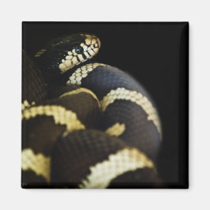 California King Snake Magnet
