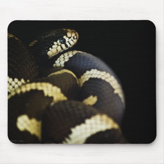 California King Snake Mousepad (Vorne)