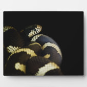 California King Snake Plaque Fotoplatte (Vorderseite)