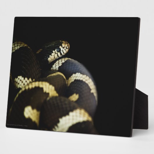 California King Snake Plaque Fotoplatte (Seite)