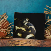 California King Snake Plaque Fotoplatte (Seite)