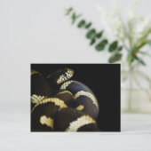 California King Snake Postcard Postkarte (Stehend Vorderseite)