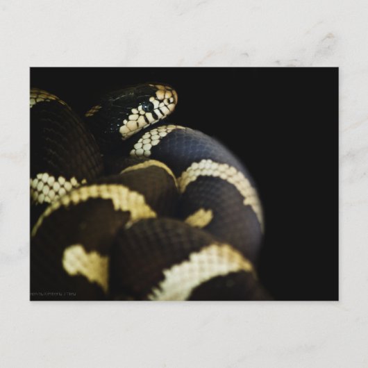California King Snake Postcard Postkarte (Vorderseite)