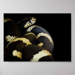 California King Snake Print Poster
