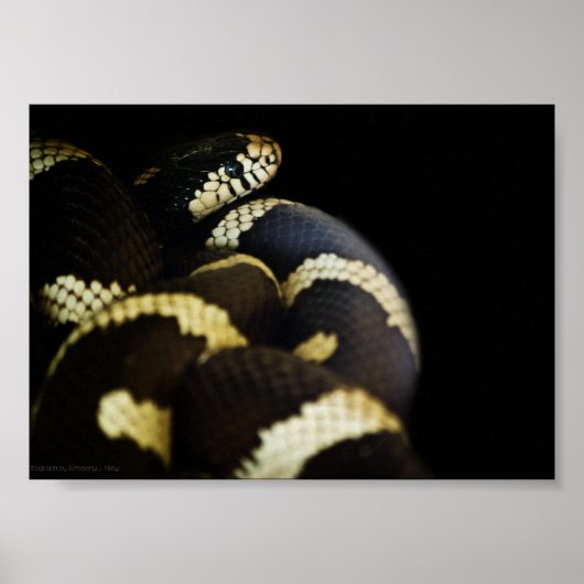 California King Snake Print Poster (Vorne)