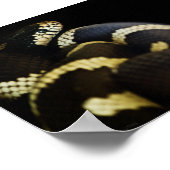 California King Snake Print Poster (Ecke)