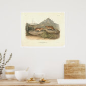 California Marmots von Audubon (0184A) Poster (Küche)