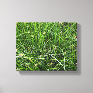 California Meadow Sedge Leinwanddruck
