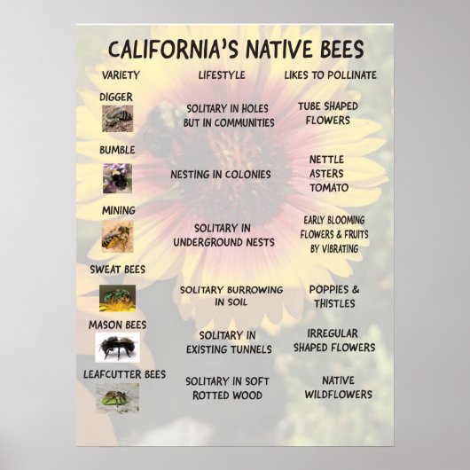 California Native Bees Poster (Vorne)