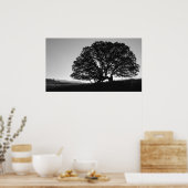 California Oak Tree Sunrise Poster (Küche)