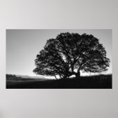 California Oak Tree Sunrise Poster (Vorne)