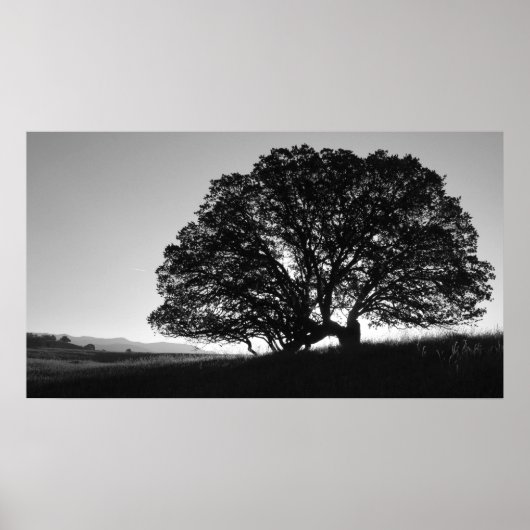 California Oak Tree Sunrise Poster (Vorne)