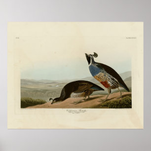 California Partridge - Audubons Vögel in Amerika Poster
