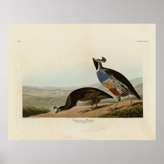 California Partridge - Audubons Vögel in Amerika Poster (Vorne)