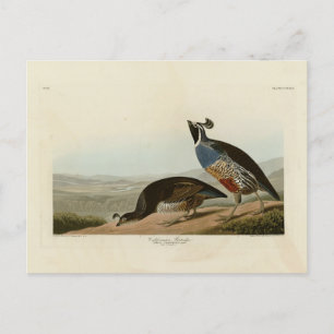 California Partridge - Audubons Vögel in Amerika Postkarte