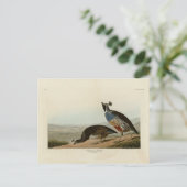 California Partridge - Audubons Vögel in Amerika Postkarte (Stehend Vorderseite)