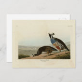 California Partridge - Audubons Vögel in Amerika Postkarte (Vorne/Hinten)