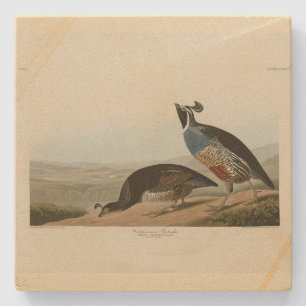 California Partridge - Audubons Vögel in Amerika Steinuntersetzer
