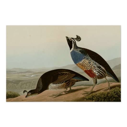 California Partridge Poster (Vorderseite)