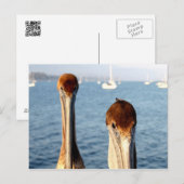 California Pelicans Postkarte (Vorne/Hinten)