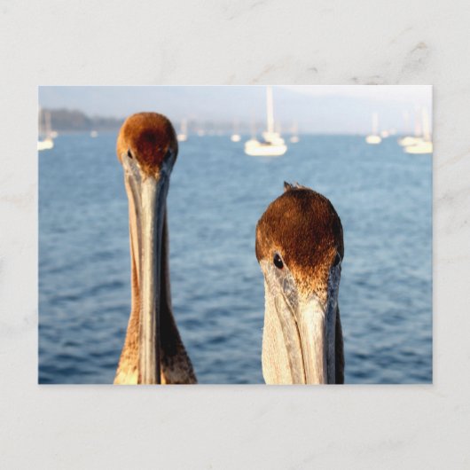 California Pelicans Postkarte (Vorderseite)